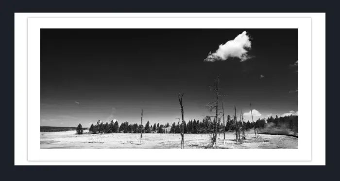 17.8.4B-DEAD-TREES-Black-and-White-Photographs-Yellowstone-USA-L1000423-2016