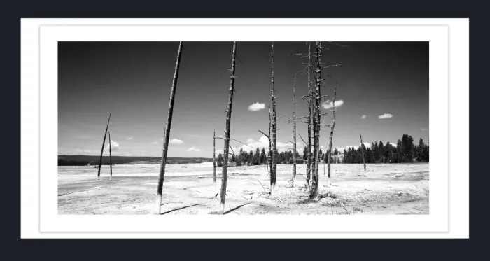 17.8.4C-DEAD-TREES-Black-and-White-Photographs-Yellowstone-USA-L1000500-2016