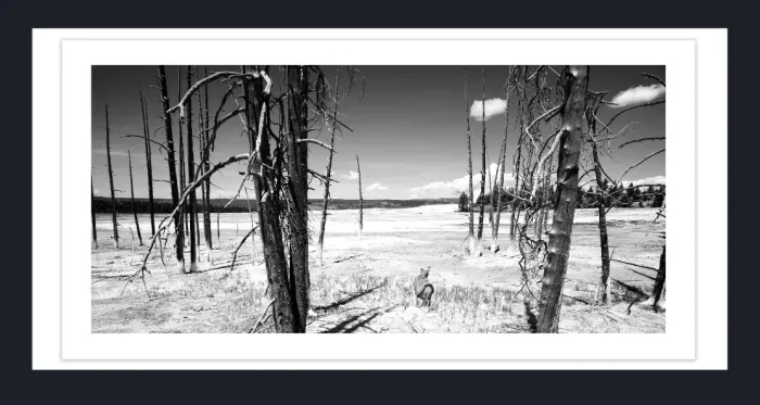 17.8.4D-DEAD-TREES-Black-and-White-Photographs-Yellowstone-USA-L1000504-2016