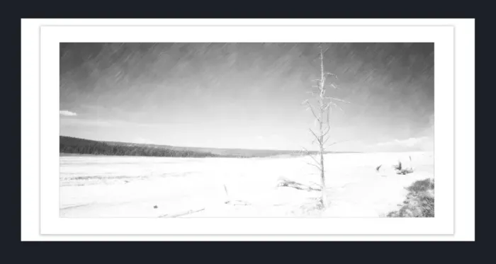 17.8.4E-DEAD-TREES-Black-and-White-Photographs-Yellowstone-USA-L1000449-2016