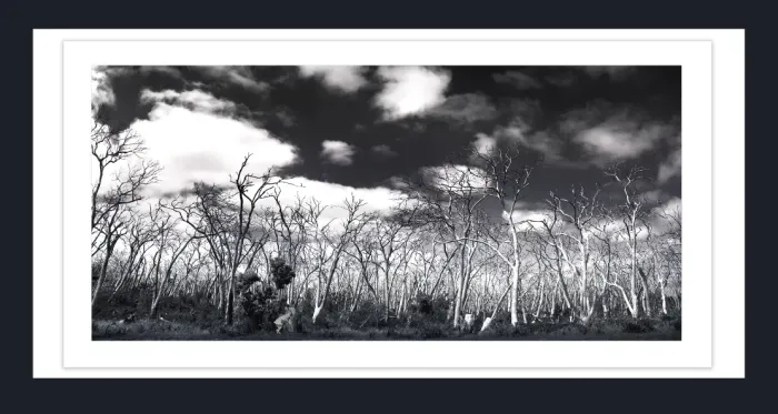 17.8.5-DEAD-TREES-Black-and-White-Photographs-Victoria-2016