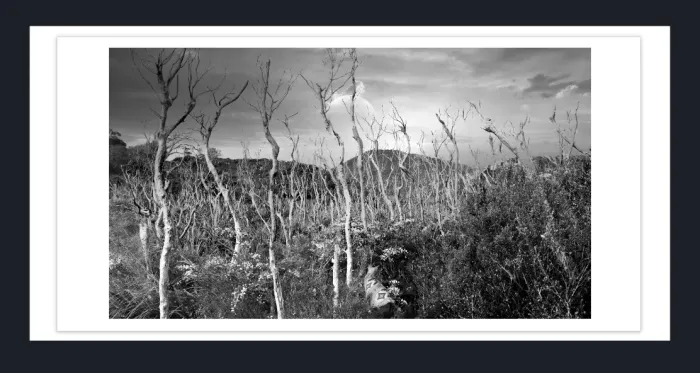 17.8.6-DEAD-TREES-Black-and-White-Photographs-Whiskey-Beach-Wilson-Prom-Victoria-L1028911-2015