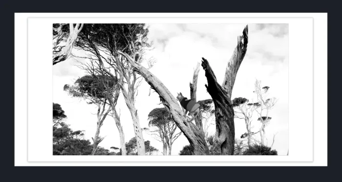 17.8.6A-DEAD-TREES-Black-and-White-Photographs-Whiskey-Beach-Wilson-Prom-Victoria-L1028335-2015