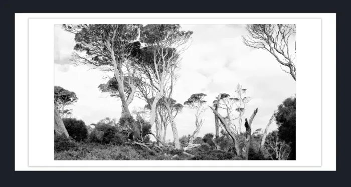 17.8.6B-DEAD-TREES-Black-and-White-Photographs-Whiskey-Beach-Wilson-Prom-Victoria-L1028332-2015