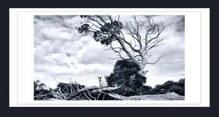 17.8.6C-DEAD-TREES-Black-and-White-Photographs-Whiskey-Beach-Wilson-Prom-Victoria-L1028344-2015
