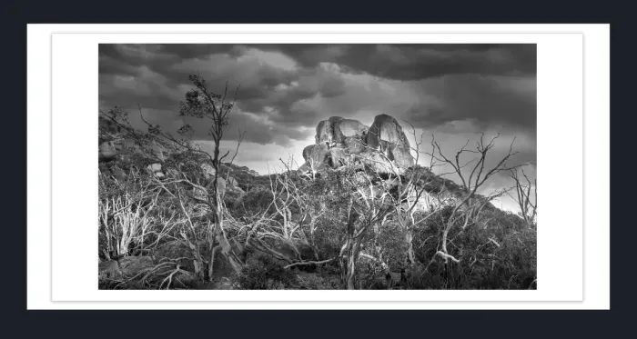 17.8.8-DEAD-TREES-Black-and-White-Photographs-Mt-Buffalo-Victoria-L1030320-2015