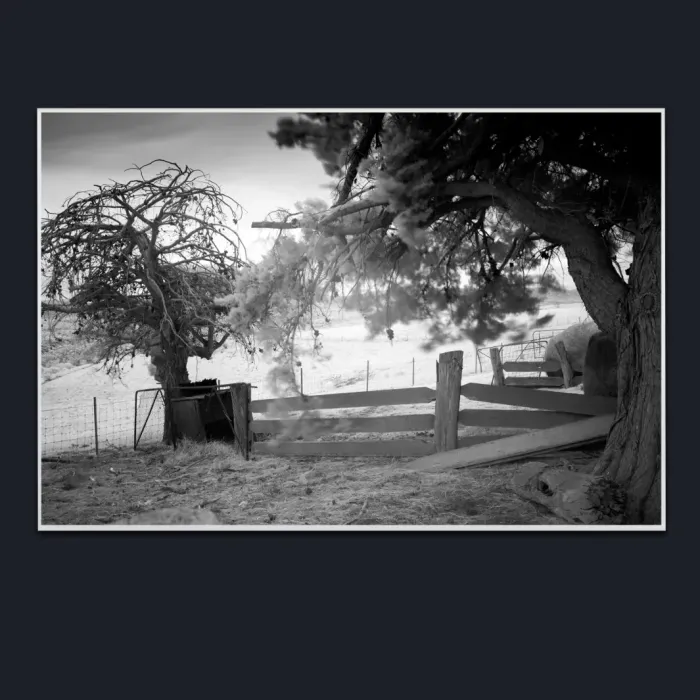 5.1.22-INFRARED-PHOTOS-COUNTRY-LIVING-Black-and-White-Erica-Moe-Victoria-Australia-L1018126-2019