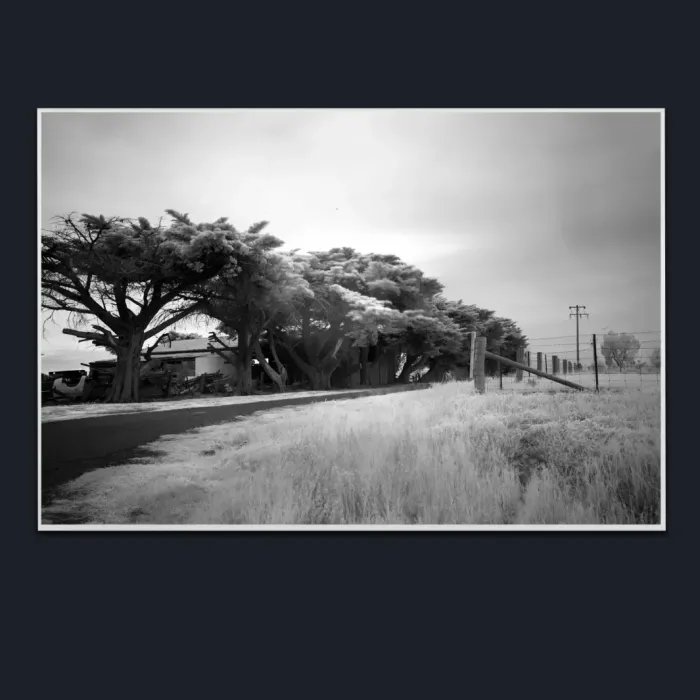 5.1.24-INFRARED-PHOTOS-COUNTRY-LIVING-Black-and-White-Erica-Moe-Victoria-Australia-L1018105-06-2019