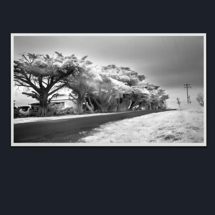 5.1.33-INFRARED-PHOTOS-COUNTRY-LIVING-Black-and-White-Moe-Victoria-Australia-L1018107-2019
