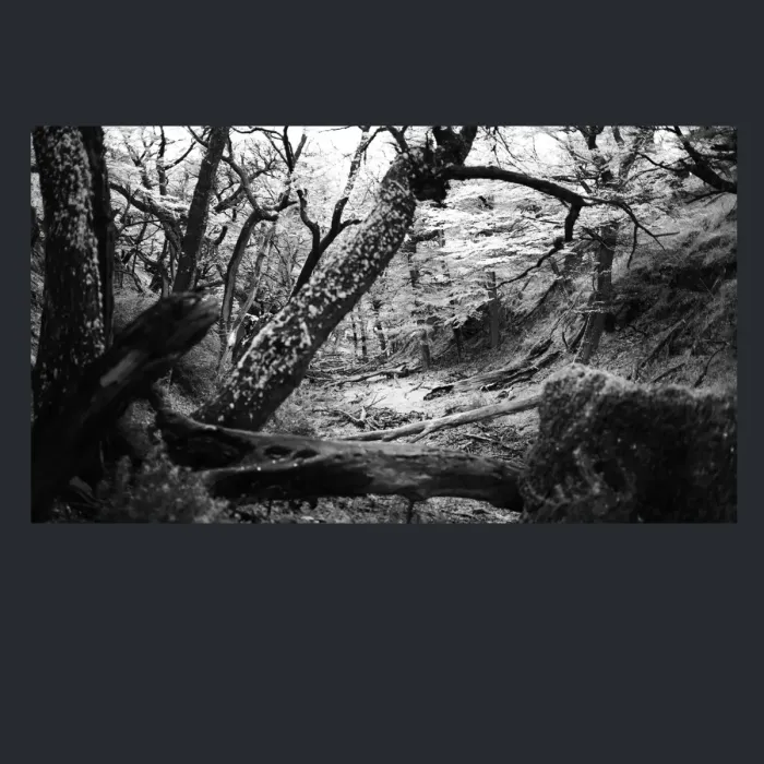 5.4.11-INFRARED-PHOTOS-TREES-AND-WOODLAND-Black-and-White-Mirador-del-Torre-trek-in-El-Chalten-Argentina-L1023862-2015