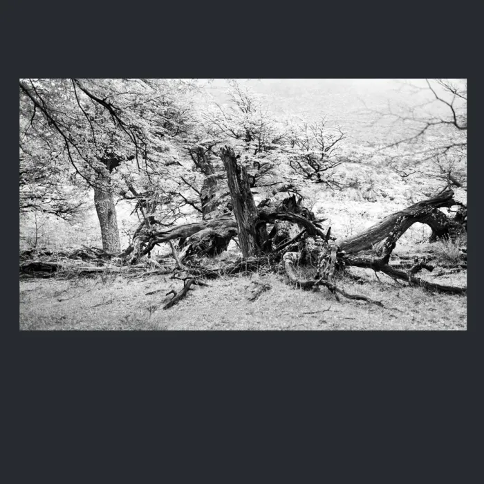 5.4.13-INFRARED-PHOTOS-TREES-AND-WOODLAND-Black-and-White-Mirador-del-Torre-trek-in-El-Chalten-Argentina-L1023869-2015