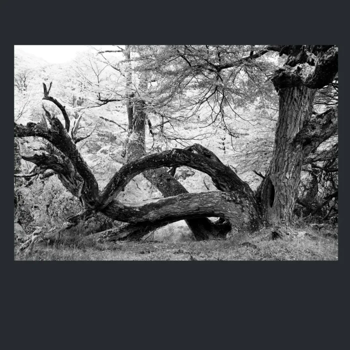 5.4.14-INFRARED-PHOTOS-TREES-AND-WOODLAND-Black-and-White-Mirador-del-Torre-trek-in-El-Chalten-Argentina-L1023873-2015