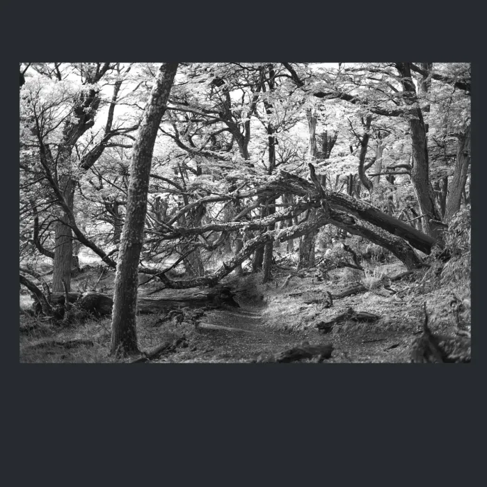 5.4.15-INFRARED-PHOTOS-TREES-AND-WOODLAND-Black-and-White-Mirador-del-Torre-trek-in-El-Chalten-Argentina-L1023883-2015