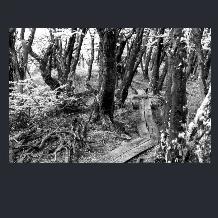 5.4.16-INFRARED-PHOTOS-TREES-AND-WOODLAND-Black-and-White-Mirador-del-Torre-trek-in-El-Chalten-Argentina-L1023933-2015