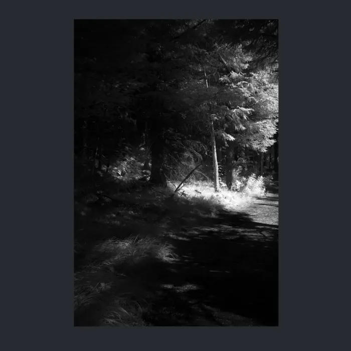 5.4.17-INFRARED-PHOTOS-TREES-AND-WOODLAND-Black-and-White-Alaska-L1003840-2016