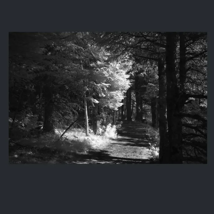 5.4.18-INFRARED-PHOTOS-TREES-AND-WOODLAND-Black-and-White-Alaska-L1003838-2016