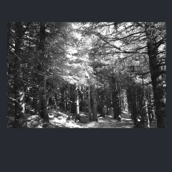 5.4.19-INFRARED-PHOTOS-TREES-AND-WOODLAND-Black-and-White-Alaska-L1003844-2016