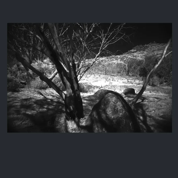 5.4.2-INFRARED-PHOTOS-TREES-AND-WOODLAND-Black-and-White-Victoria-Australia-L1030471-2016