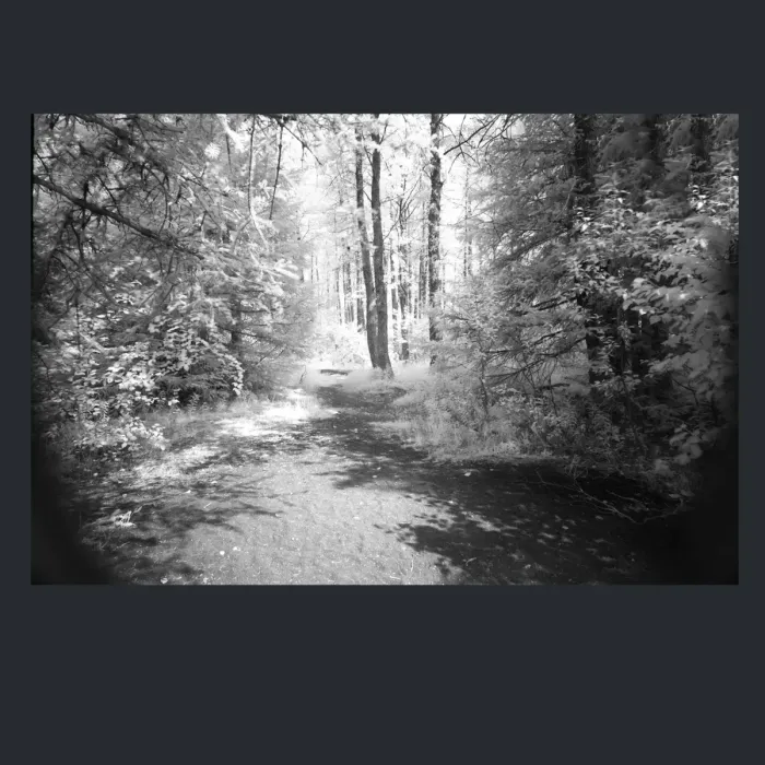 5.4.20-INFRARED-PHOTOS-TREES-AND-WOODLAND-Black-and-White-Alaska-L1004589-2016