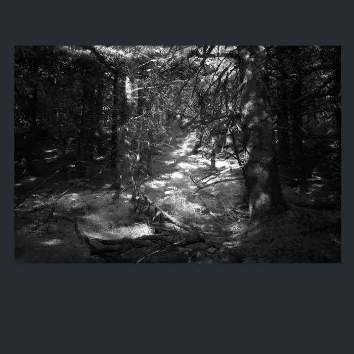 5.4.21-INFRARED-PHOTOS-TREES-AND-WOODLAND-Black-and-White-Alaska-L1003847-2016