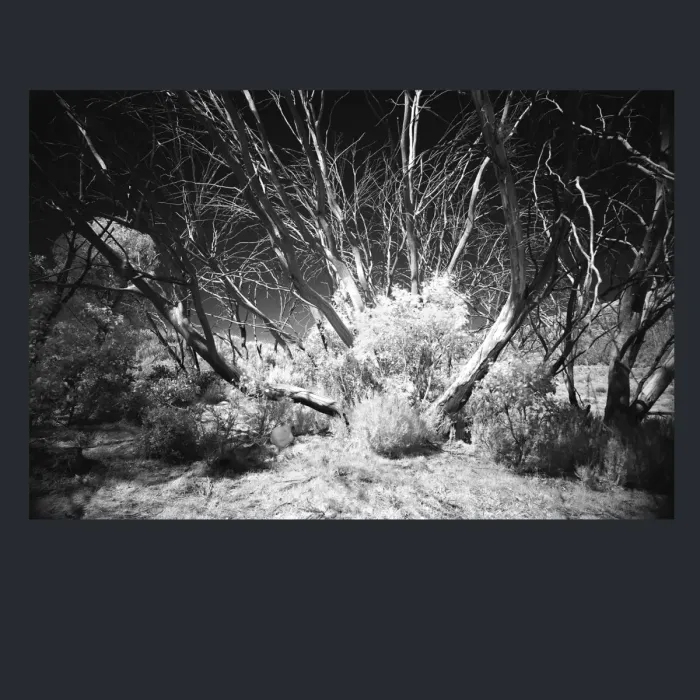 5.4.22-INFRARED-PHOTOS-TREES-AND-WOODLAND-Black-and-White-Mt-Buffalo-L1030473-2015