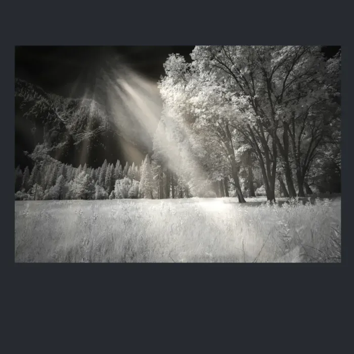5.4.23-INFRARED-PHOTOS-TREES-AND-WOODLAND-Black-and-White-Yosenite-L1001189-2016