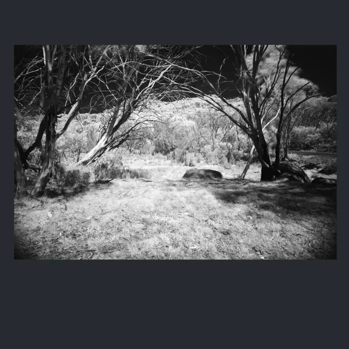 5.4.4-INFRARED-PHOTOS-TREES-AND-WOODLAND-Black-and-White-Victoria-Australia-L1030475-2016