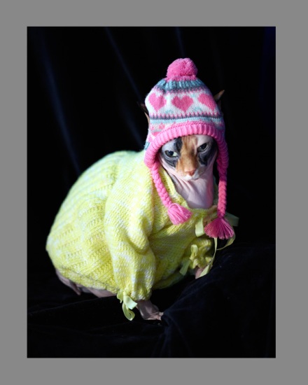 Sphynx-Cat-Photographs-CF012902