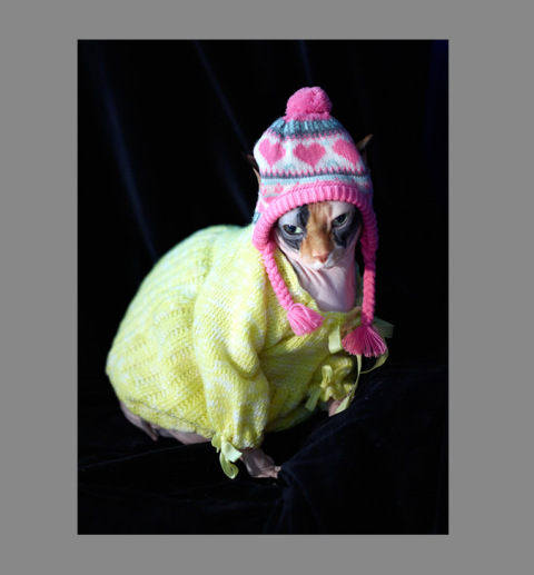 Sphynx-Cat-Photographs-CF012902