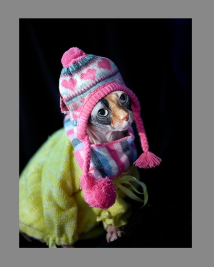 Sphynx-Cat-Photographs-CF012906