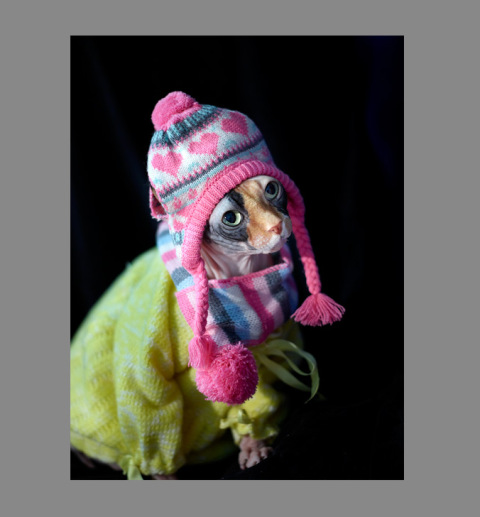 Sphynx-Cat-Photographs-CF012906