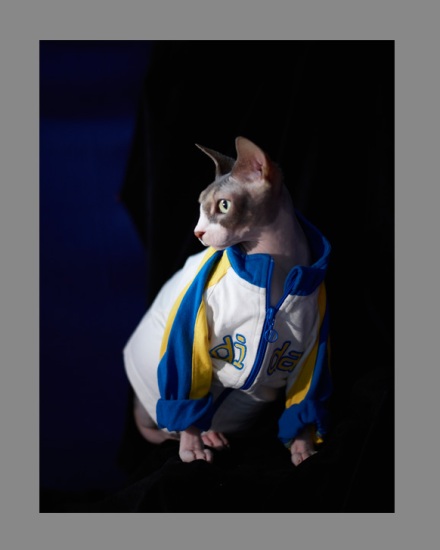 Sphynx-Cat-Photographs-CF012935