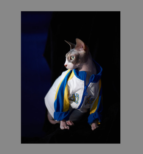 Sphynx-Cat-Photographs-CF012935