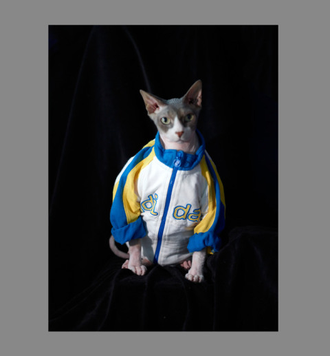 Sphynx-Cat-Photographs-CF012939