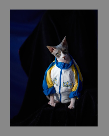 Sphynx-Cat-Photographs-CF012941