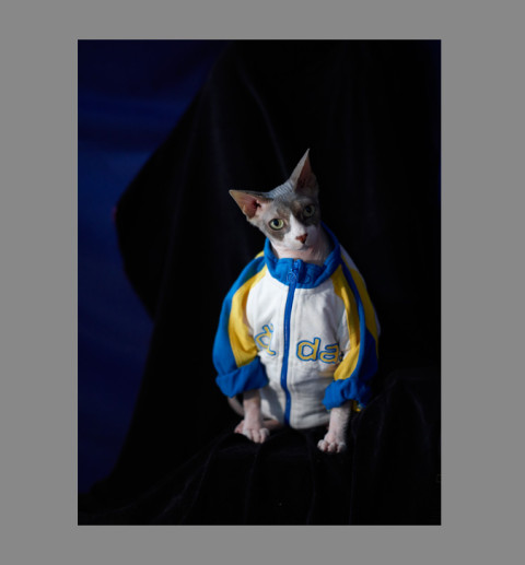 Sphynx-Cat-Photographs-CF012941