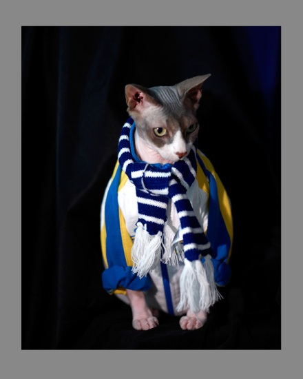 Sphynx-Cat-Photographs-CF012953