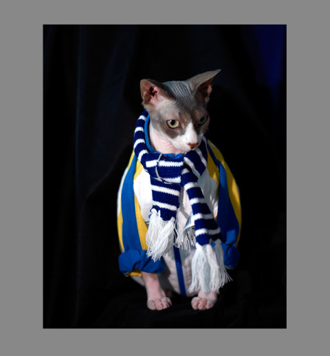 Sphynx-Cat-Photographs-CF012953
