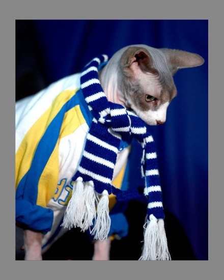 Sphynx-Cat-Photographs-CF012957