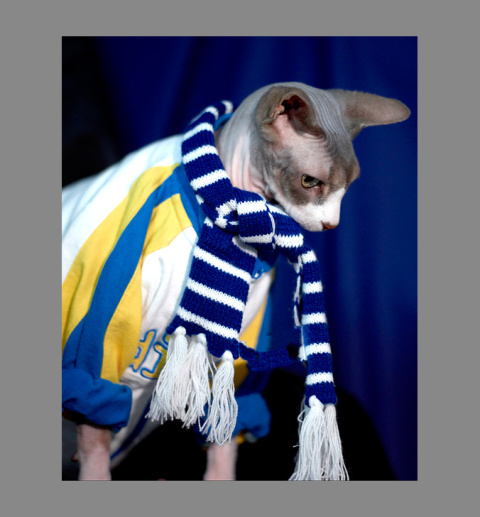 Sphynx-Cat-Photographs-CF012957