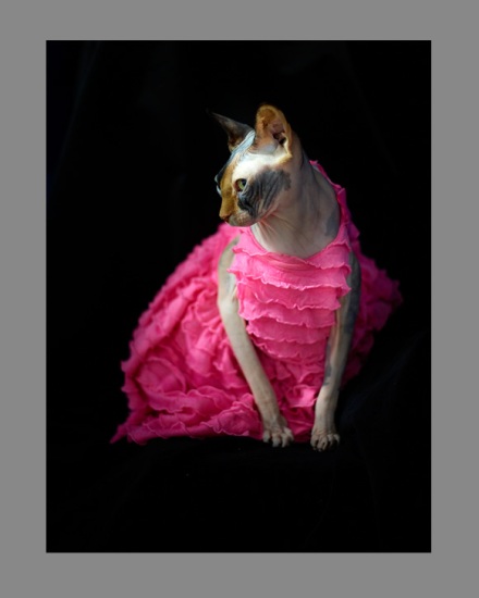 Sphynx-Cat-Photographs-CF012982