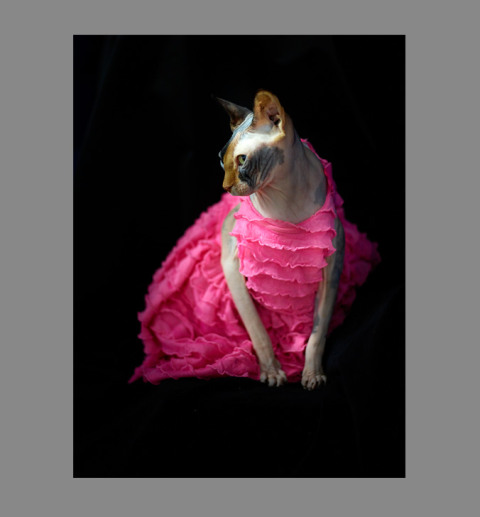 Sphynx-Cat-Photographs-CF012982