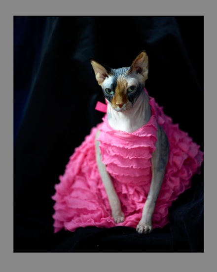 Sphynx-Cat-Photographs-CF012983