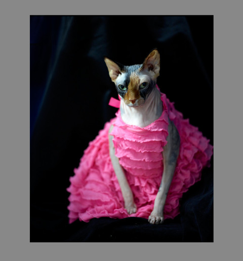 Sphynx-Cat-Photographs-CF012983