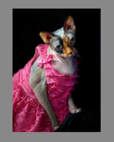 Sphynx-Cat-Photographs-CF012985