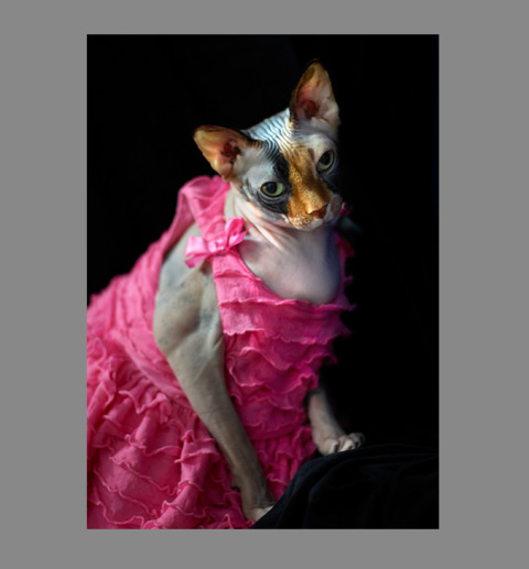Sphynx-Cat-Photographs-CF012985