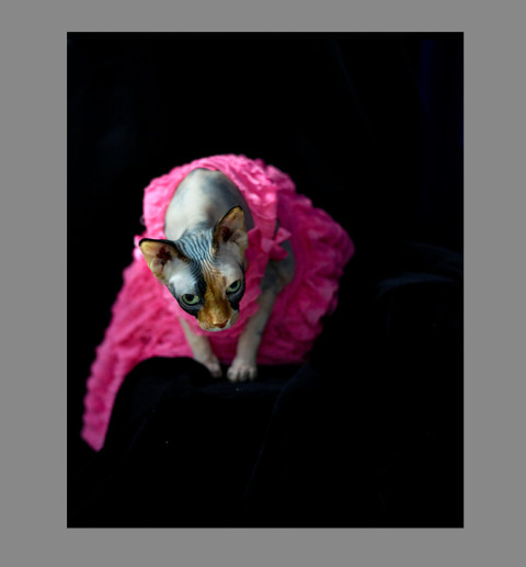 Sphynx-Cat-Photographs-CF013007