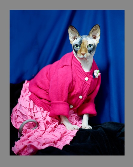Sphynx-Cat-Photographs-CF013030