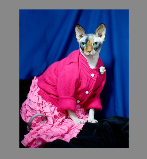 Sphynx-Cat-Photographs-CF013030