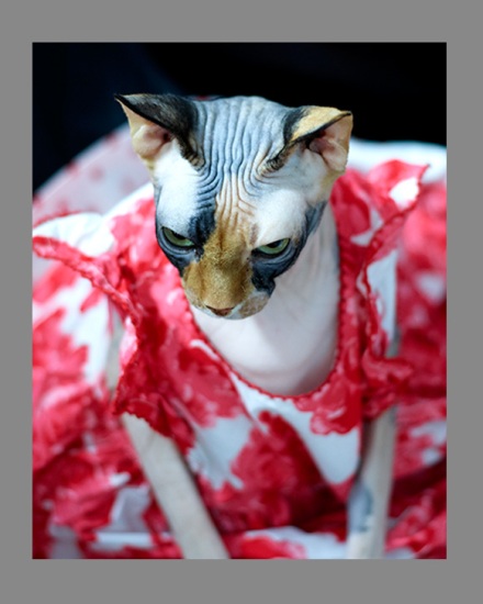 Sphynx-Cat-Photographs-CF013043